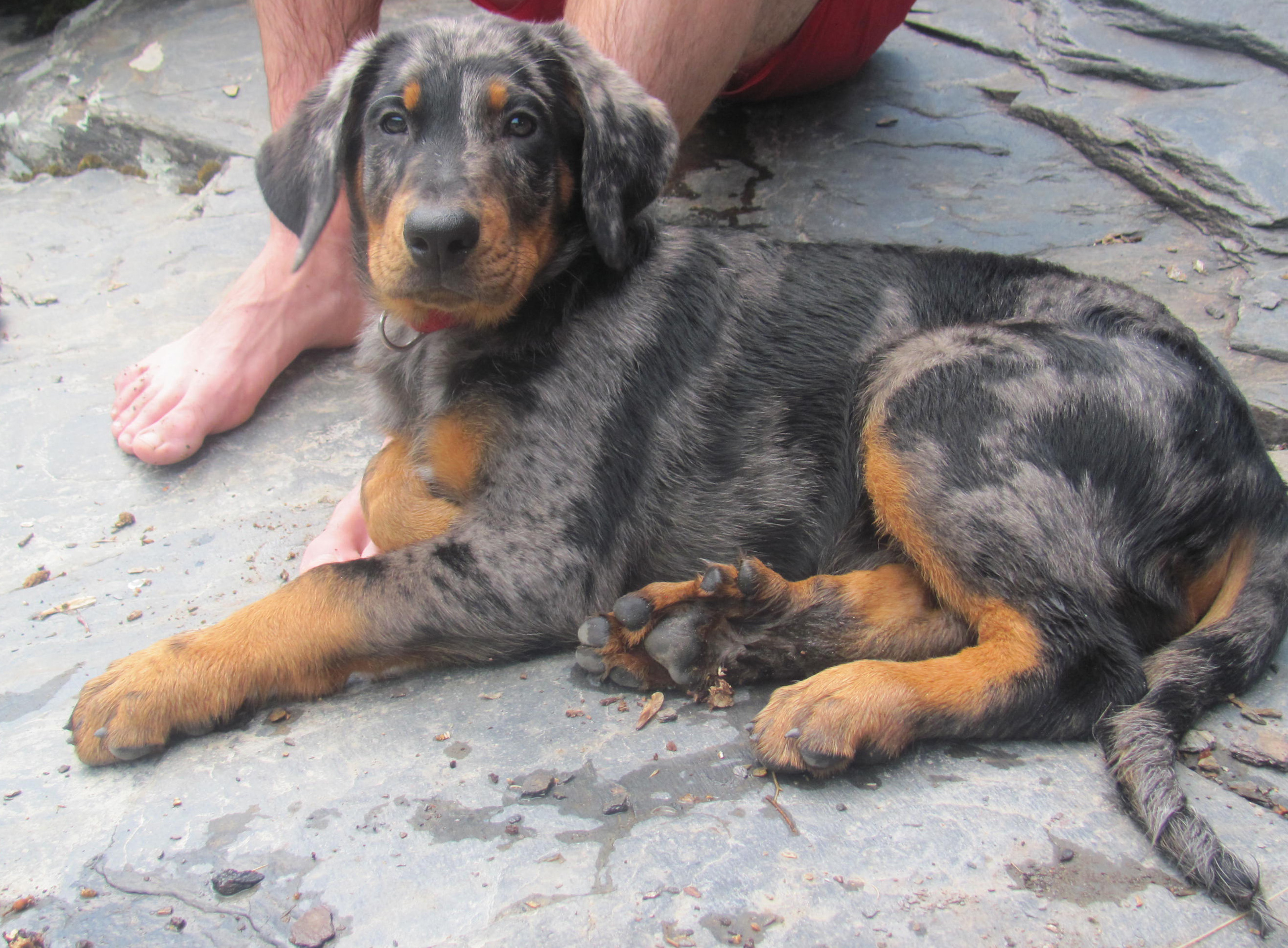 domainedelalicorne.fr Elevage de beauceron chiot beauceron pure race élevage du clos de la licorne elevage des gardiens de la licorne elevage beauceron noir et feu authentique gros gabarits élevage de Beauceron familial sérieux et qualité domainedelalicorne.fr suivi des chiots conseil d’éducation chiot propre bas rouge santé caractère spécialiste du beauceron noir et feu ou arlequin chien rustique berger de France  nos chiots sont élevés avec amour et attention notre passion au service de la qualité Beauceron de qualité et sportif domaine de la licorne 04380 BARRAS élevage en liberté éleveur berger de beauce élevage de beauceron de travail 